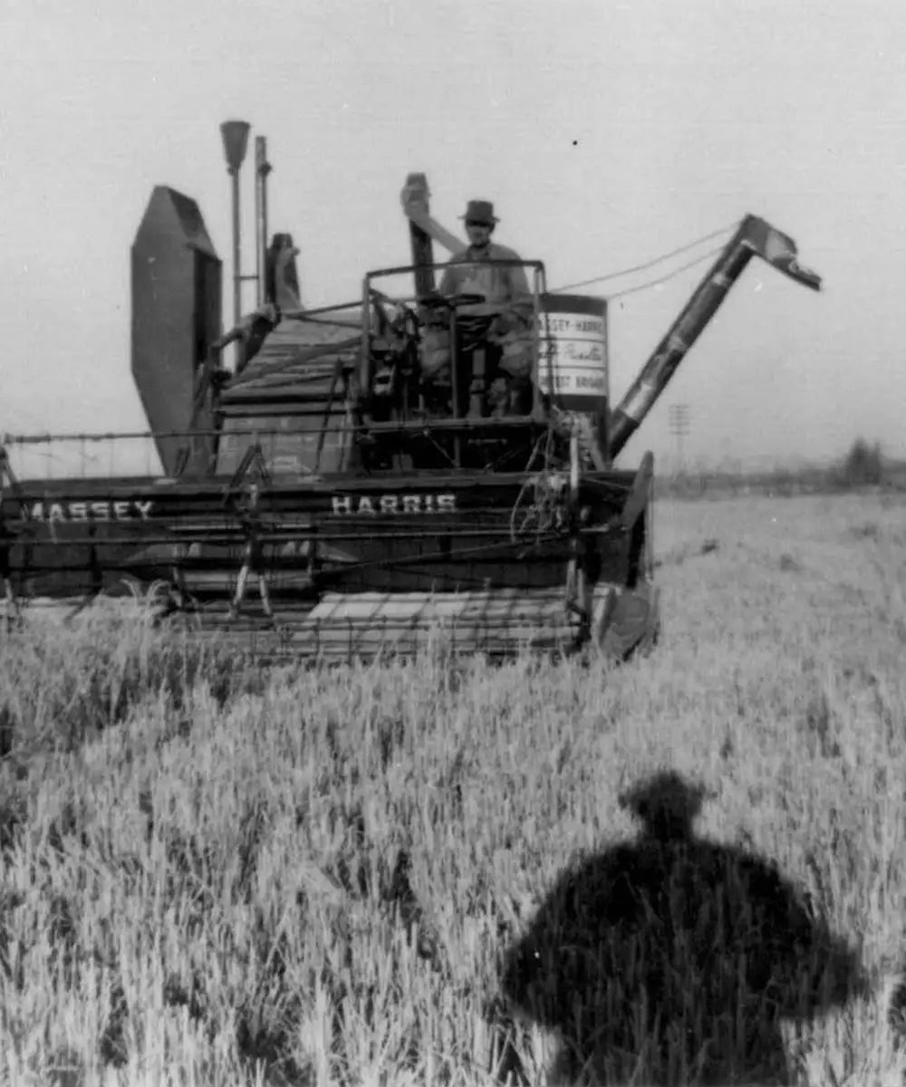 Rice harvesting machine in the field