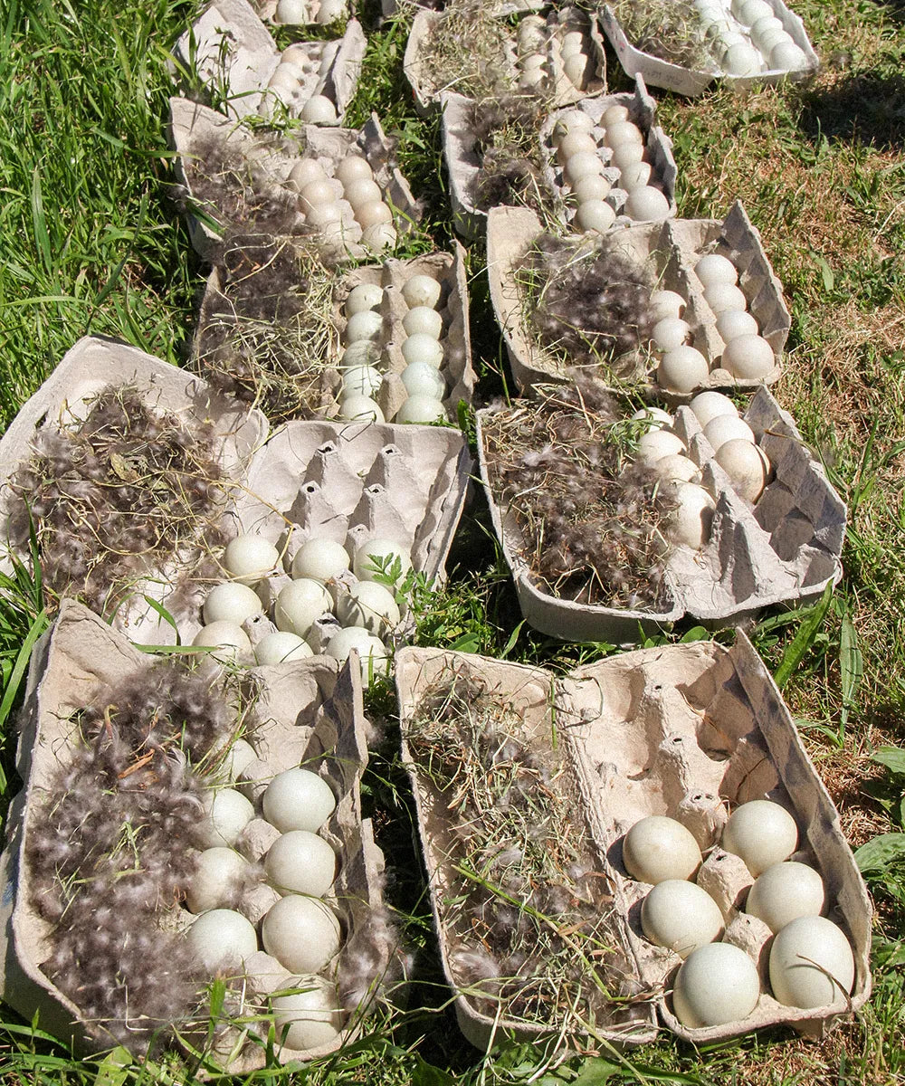 Multiple egg cartons filled with duck eggs