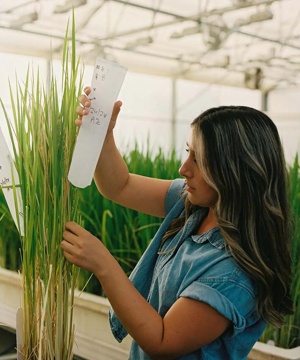 Lundberg employee making scientific measurements with rice