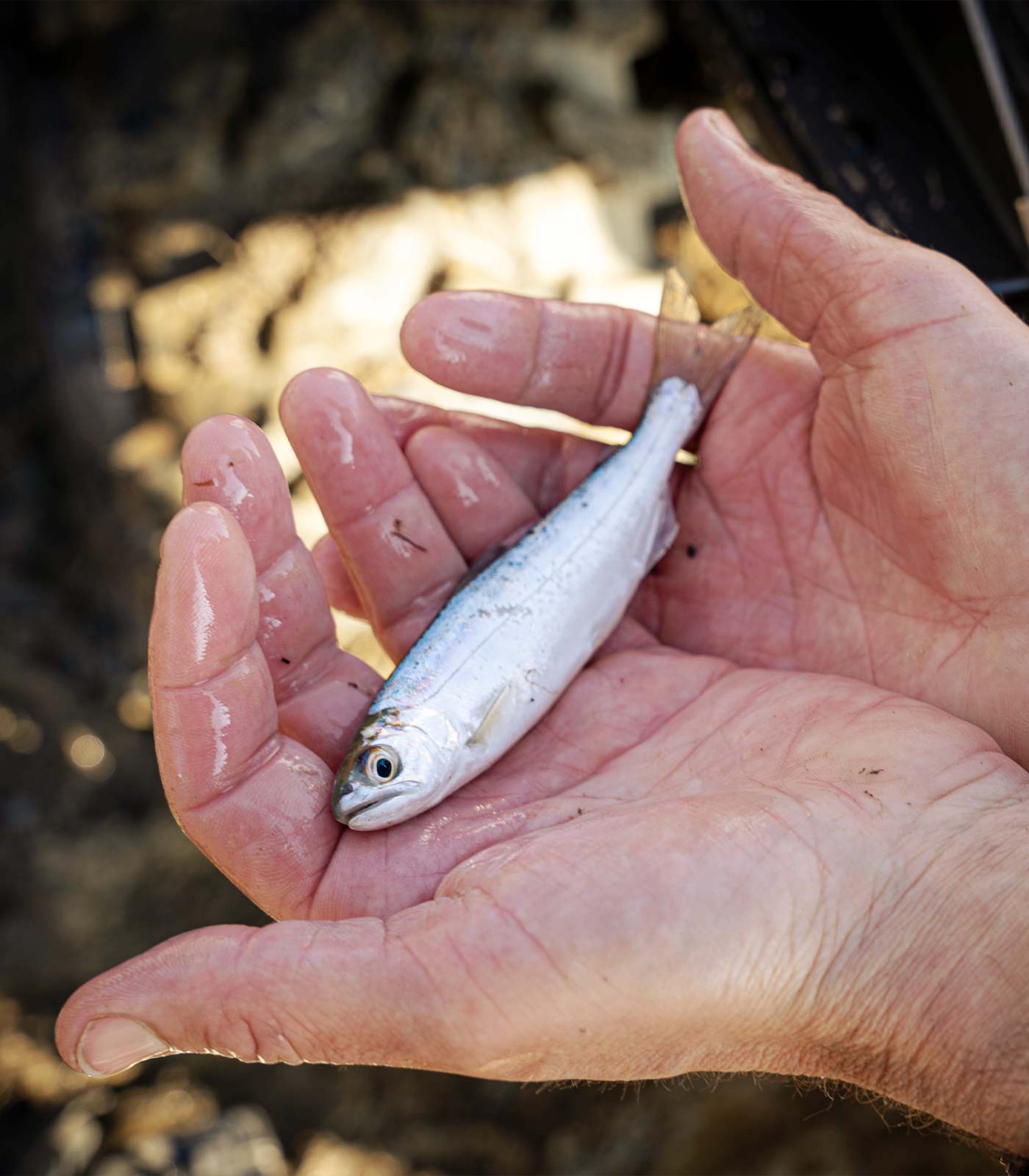 close-up of a wet hand with small fish caught