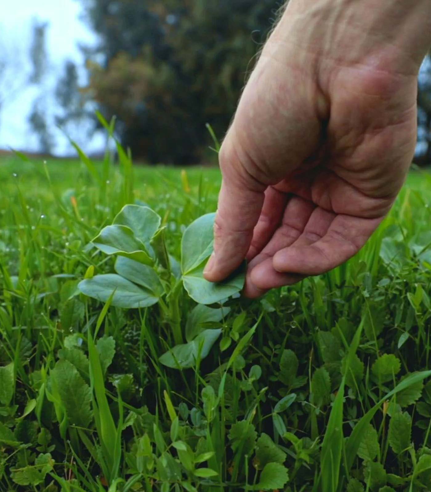 hand picking green weed from healthy grass