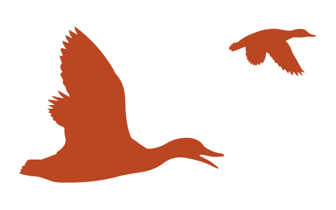 flying ducks illustration
